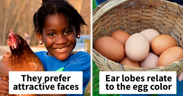 10 Things You Probably Never Knew About Chickens
