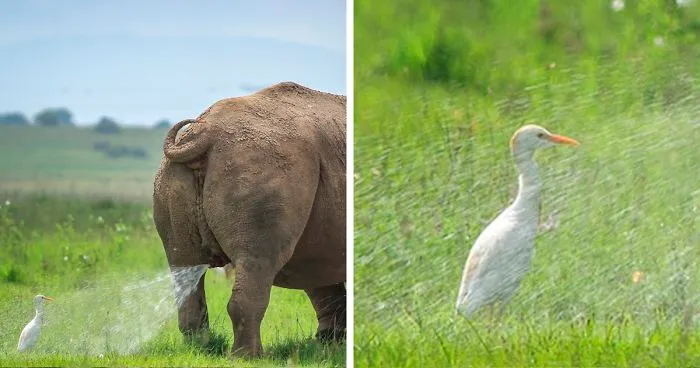 The Winners Of The 2019 Comedy Wildlife Photography Awards Have Been Announced And They Will Crack You Up