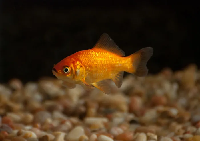Goldfish Don't Have Short Memory Spans