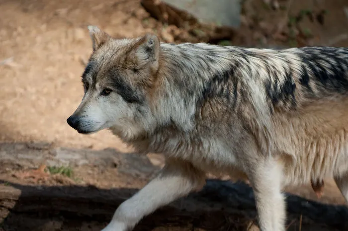 There Is No Such Thing As An "Alpha" In A Wolf Pack