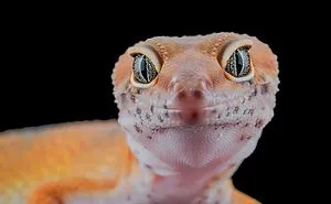 Here Are The Top 50 Finalists For The "Eyes" Photography Contest 2019