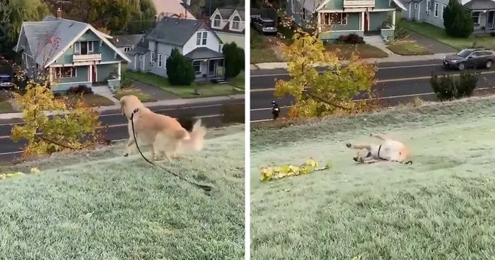 This Golden Retriever Cannot Get Enough Of Sliding Down The Hill, And His Expression Is Priceless