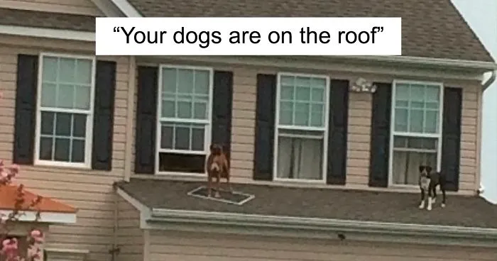 2 Dogs Push Out And Get On The Roof, Neighbor Documents The Hilarious Attempts To Make Them Go Back Inside