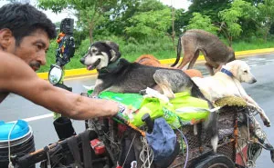 I Saw A Man Who Walks With A Trolley Around Mexico Saving Hundreds Of Homeless Dogs And His Story Touched Me