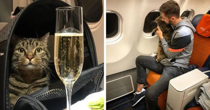 Guy Sneaks A Fat Cat On Board An Airplane, Gets Punished By The Airline After Landing