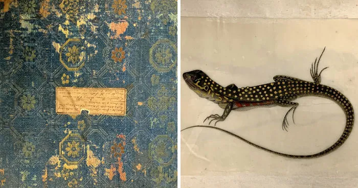 Unique 1831 Chinese Lizard Manuscript That Might Have Changed The History Of Science
