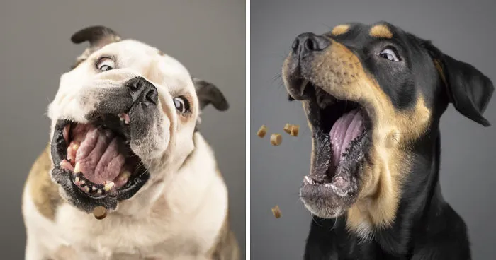 My Wife And I Want To Fundraise $100,000 In 2020 By Capturing Unique Photos Of Pets
