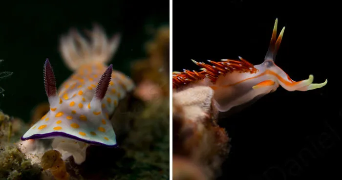 Nudibranch Are Very Beautiful Underwater Snails