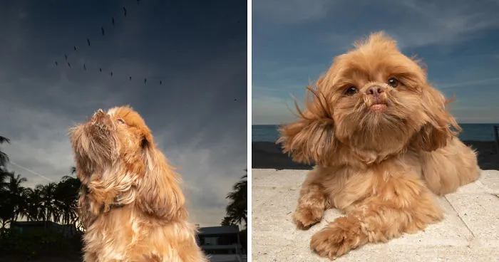 We Took Pictures Of A Doggo In The Beach While The Sun Was Setting