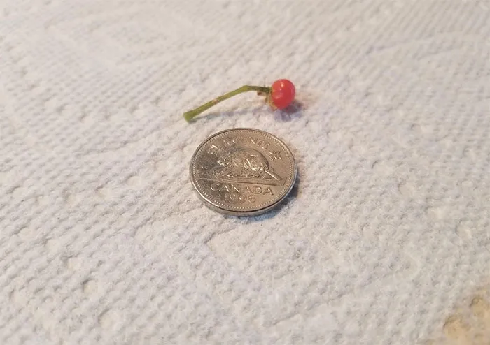 Spent $11.75 Growing Tomatoes This Year. Here's My Whole Harvest
