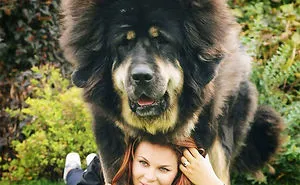 People Are Posting Funny And Cute Photos Of Tibetan Mastiffs, And They Are Truly The Gentlest Giants (30 Pics)