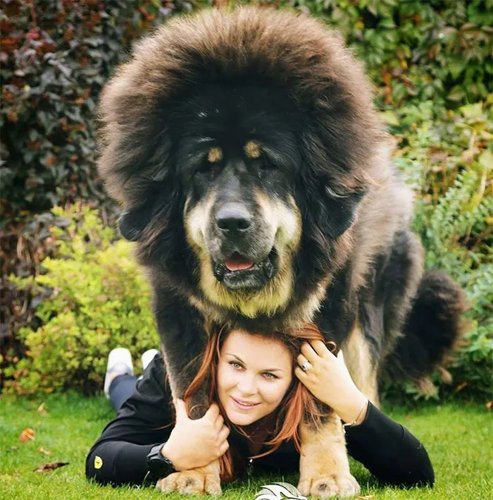 Tibetan Mastiff