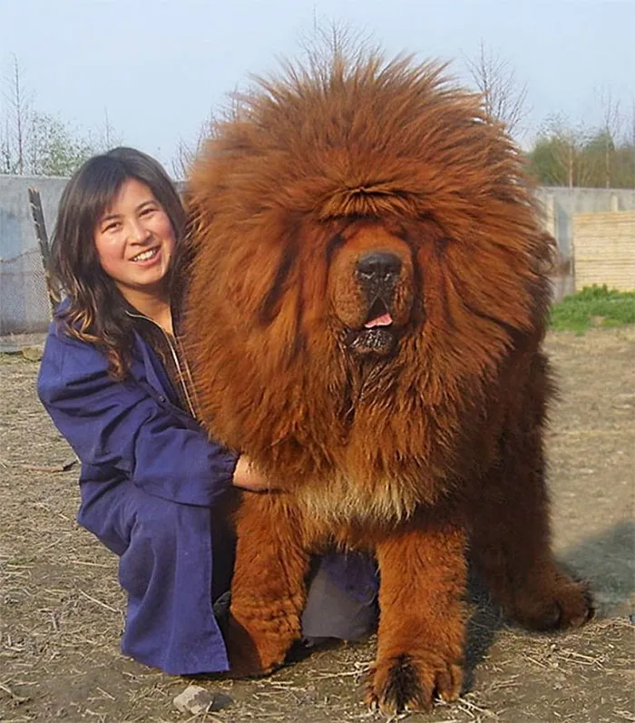 Rey perruno