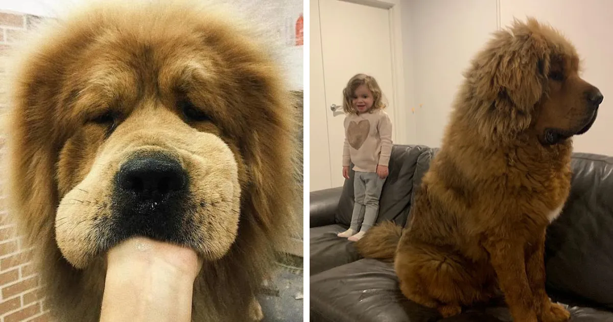 La gente comparte fotos adorables y divertidas de sus mastines tibetanos, y son los más amables gigantes (30 fotos)