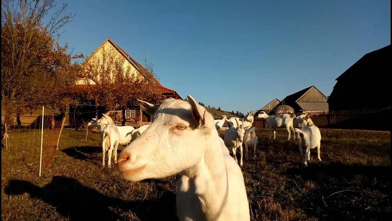 I Visited A Belgian Peasant Farmer In Transylvania. He Makes Great Cheese.