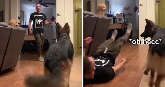 Goldie And German Shepherd In Panic After Owner 'Collapses', Have A Conversation On What To Do Next