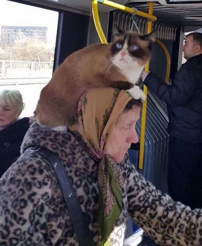 Esta cuenta de Instagram recopila cosas divertidas y curiosas vistas en el transporte público (40 fotos)