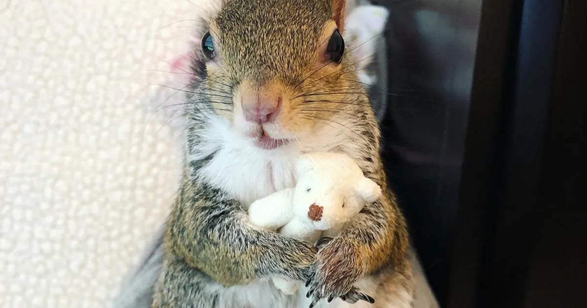 Esta ardilla rescatada de un huracán no puede dormir sin su oso de peluche, y es lo más adorable