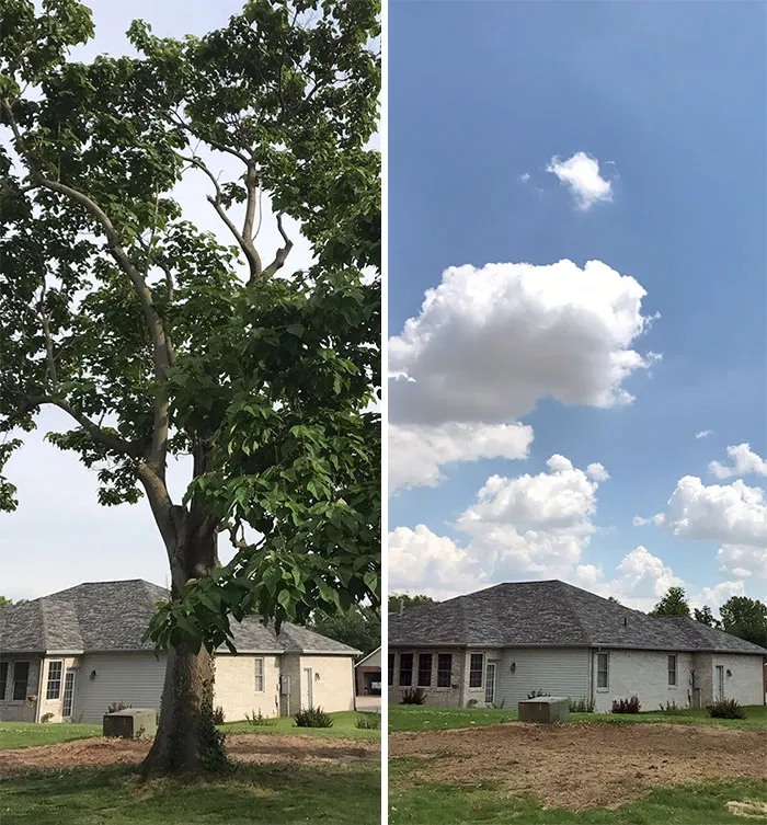 The Landlord Decided To Get Rid Of This Tree For No Reason, Additionally Killing Newborn Birds In The Process