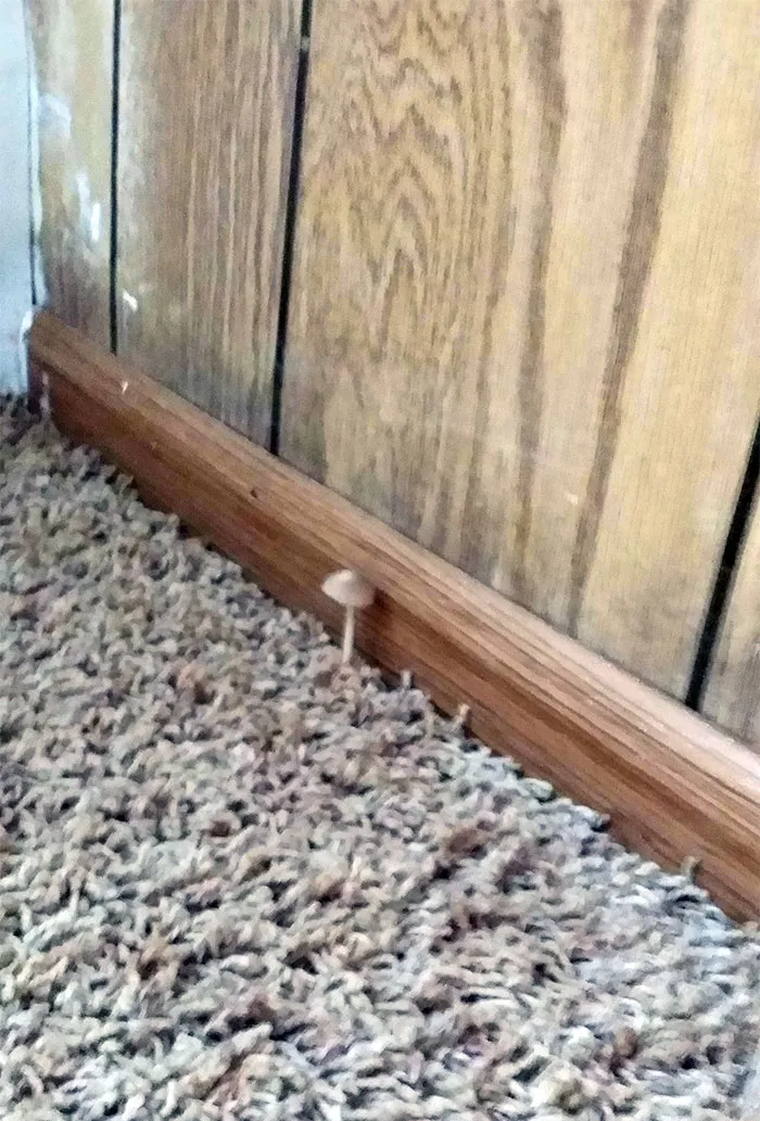 Llevo 2 meses discutiendo con el casero sobre que hay fugas de agua. Hoy he encontrado esto