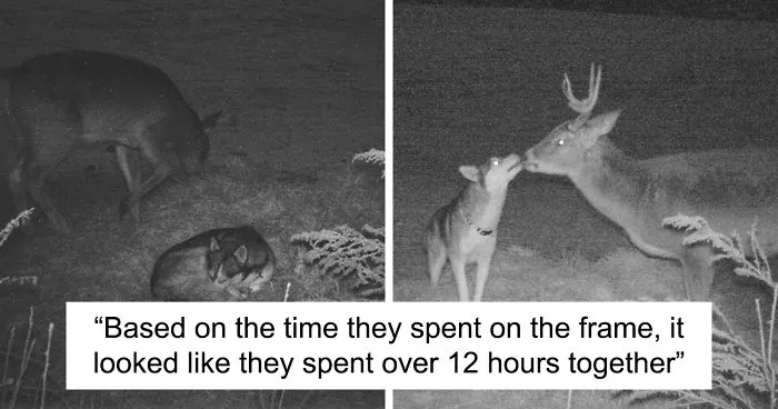 Dog Runs Away From Home Only To Be Found On A Trail Camera Wandering In The Woods With A Wild Deer
