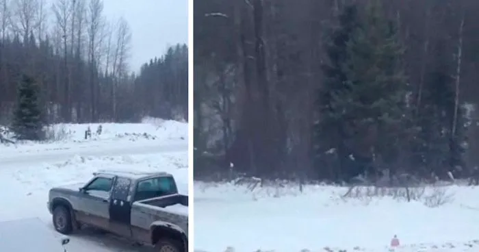 Man Documents A Strange Noise Coming From Outside The Forest, Asks What The Hell It Is