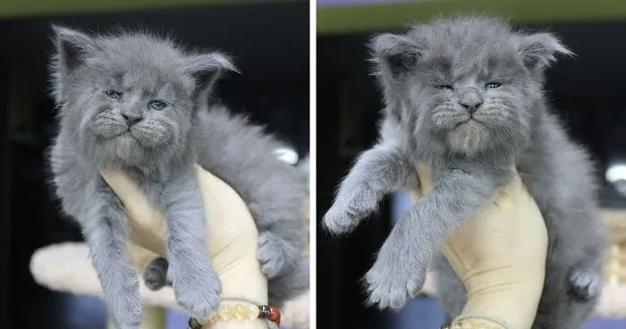 This Whole Litter Of 5 Maine Coon Kittens Was Born With Cute But Grumpy Faces