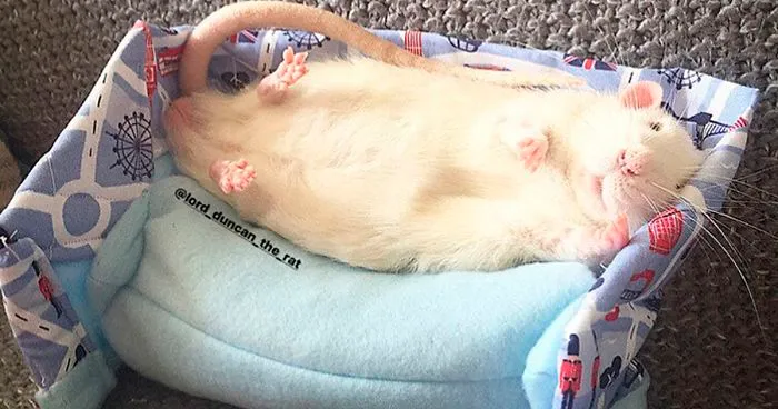 This Woman Makes Mattresses For Rats As Well As Matching Pajamas, And They're Adorable