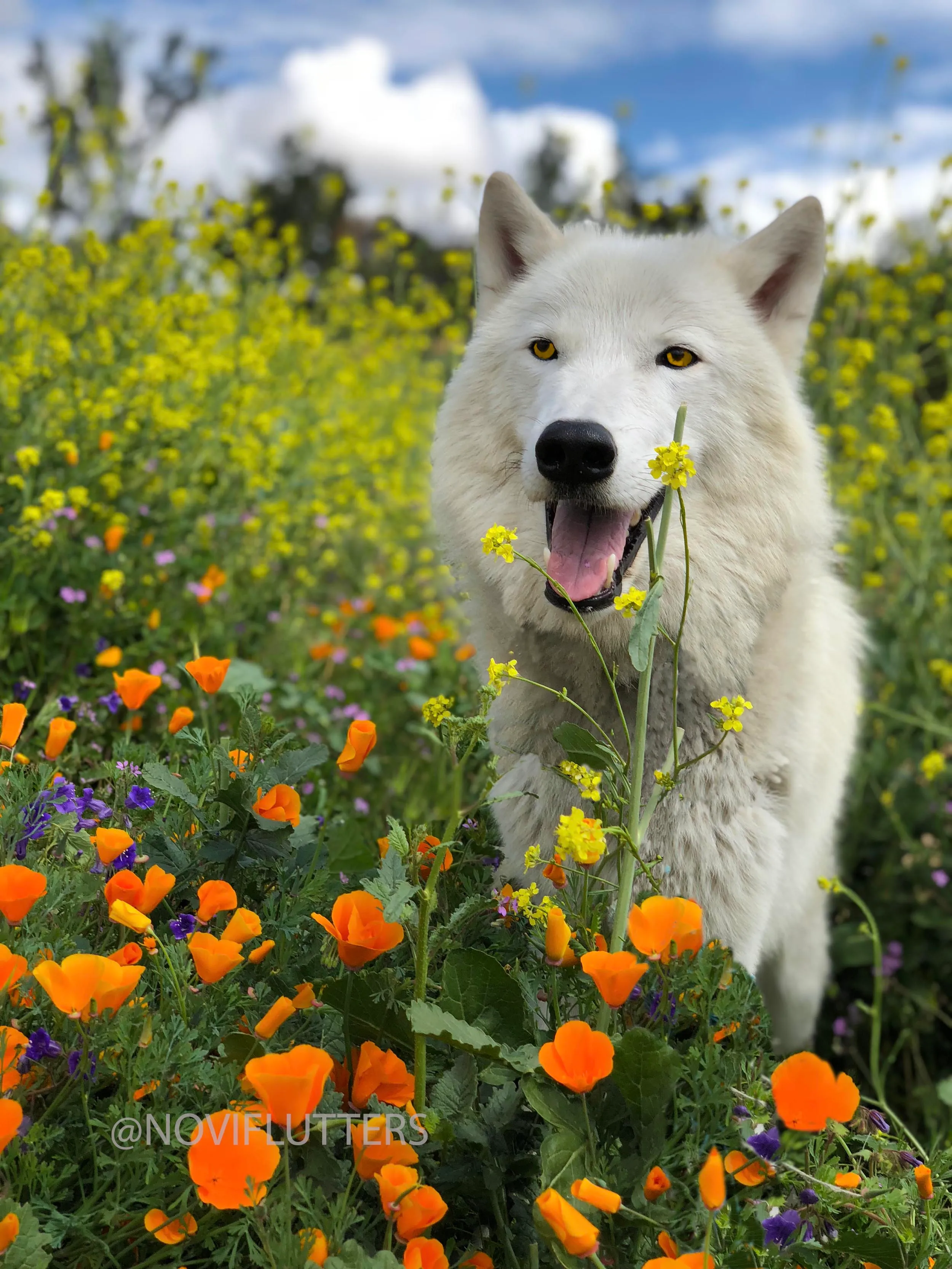 They Wouldn't Allow My Dog So We Found These Amazing Places To Goto
