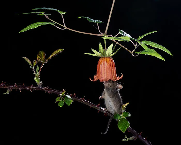 Category Mammals Highly Commended: 'Climbing To The Sweet' By José Juan Hernández (Es)