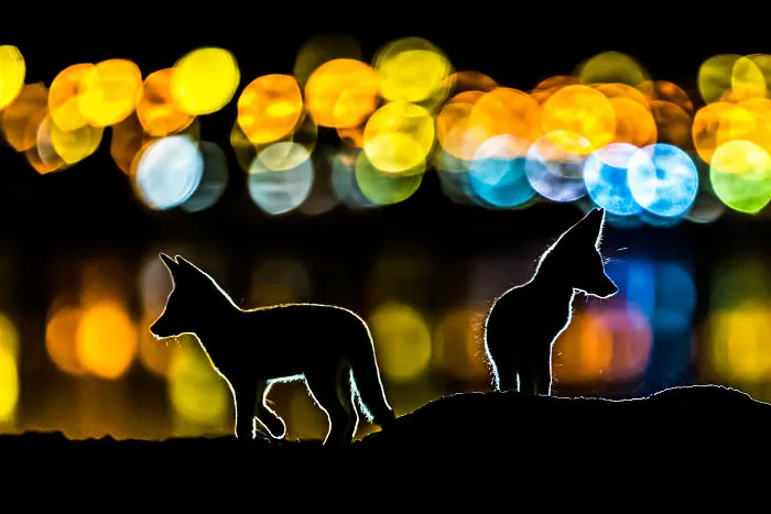 Category Mammals Highly Commended:  'Colorful Night' By Mohammad Murad (Kw)