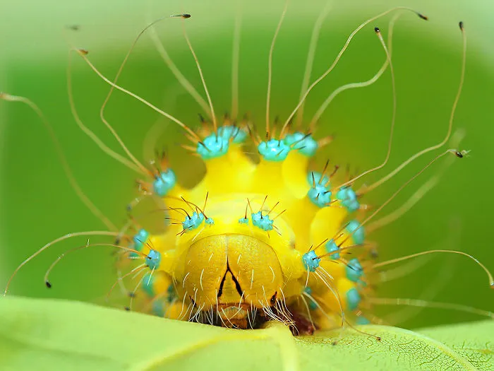 Category Other Animals  Runner-Up: 'Gorgon' By Alena Shevtsova (Ru)