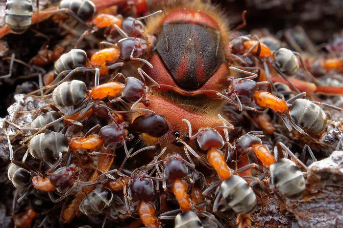 Category Other Animals  Highly Commended: 'Hunting Ants' By Petr Bambousek (Cz)