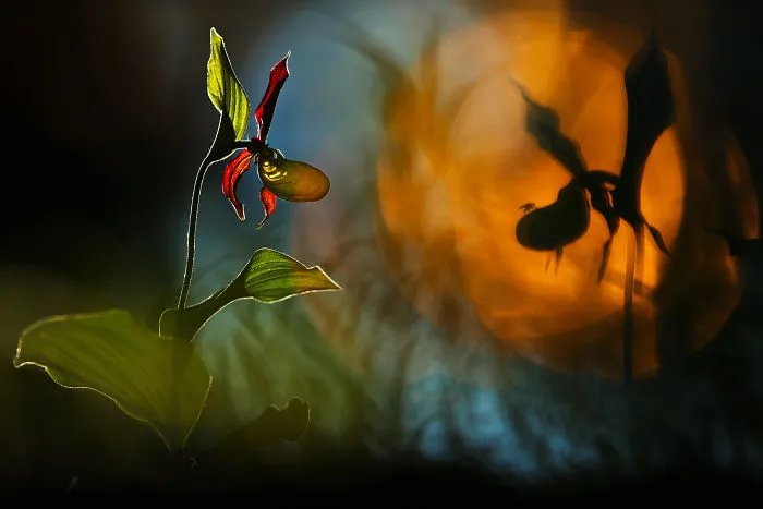 Category Other Animals  Highly Commended: 'Fly' By Radomir Jakubowski (De)