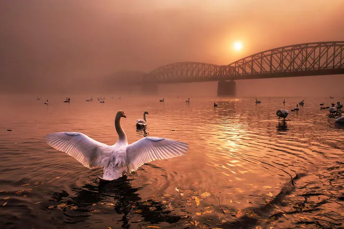 Category Birds Winner: 'Greeting The Sun' By Peter Cech (Cz)