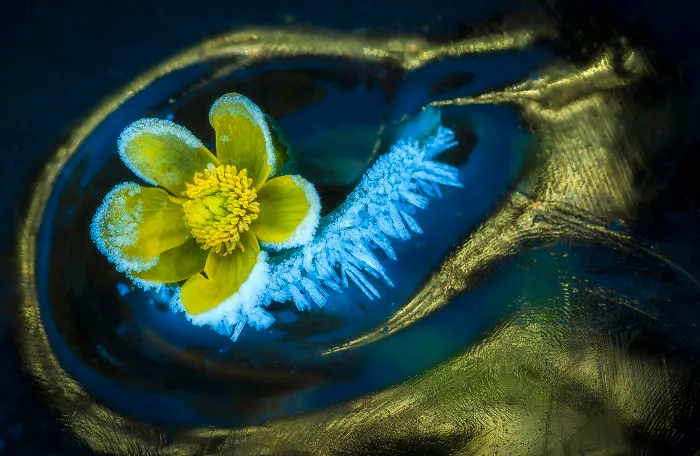 Category Plants And Fungi Highly Commended: 'Frozen Spring' By Csaba Daroczi (Hu)