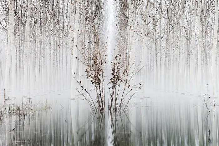 Category Plants And Fungi Highly Commended: 'Survivor III' By David Frutos Egea (Es)