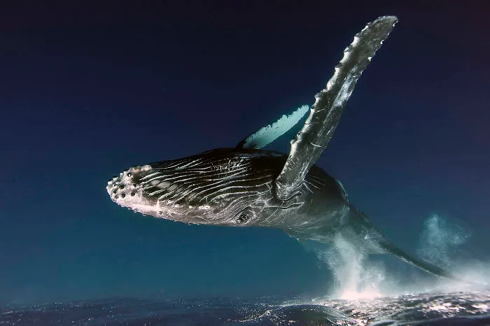 Category Underwater Winner: ' Up In The Air' By Alexey Zozulya (Ru)