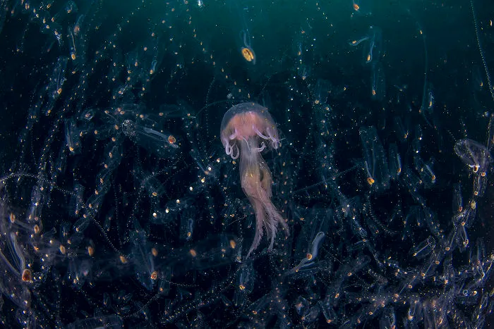 Category Underwater Runner-Up: 'Dancing In The Light' By Domenico Tripodi (It)