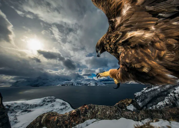 Category Birds Runner-Up: 'Golden Eagle Landing' By Audun Rikardsen (No)