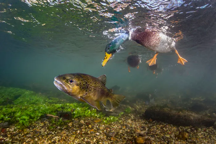 Category Underwater  Highly Commended: 'Duck Photo Bomb' By Paul Colley (UK)