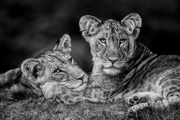 Category Black And White Highly Commended: 'Brothers' By Luke Massey (Es)