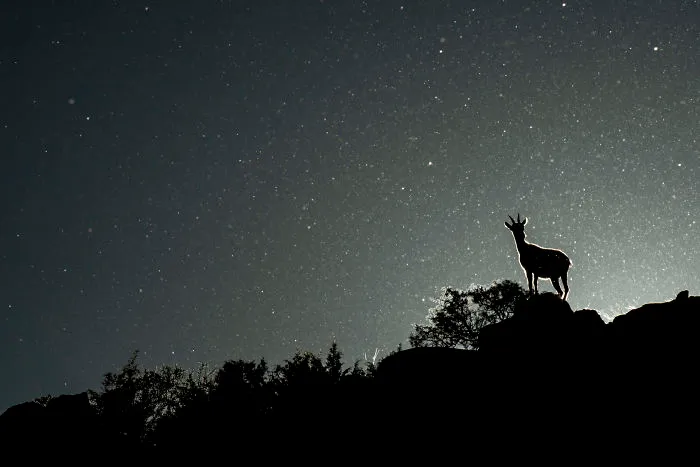 Category Youth Highly Commended:'poplar Stars' By Carlos Perez Naval (Es)