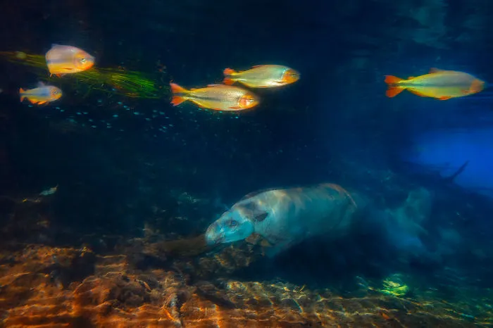 Category Mammals Runner-Up: 'Tapir Diver' By Marcio Esteves Cabral (Br)