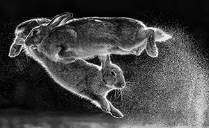 Here Are The 30 Winning Pictures Of The 2019 Nature Photographer Of The Year