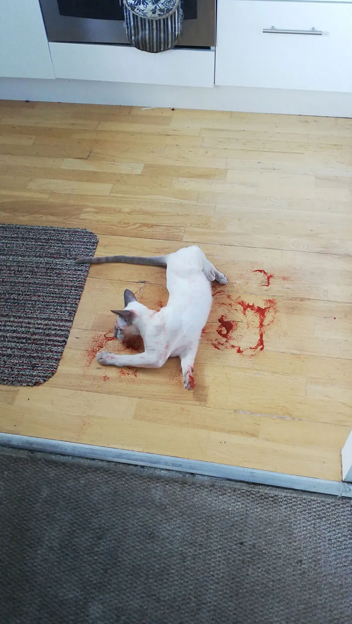 Cat Gave Me A Scare This Morning. It's Paprika