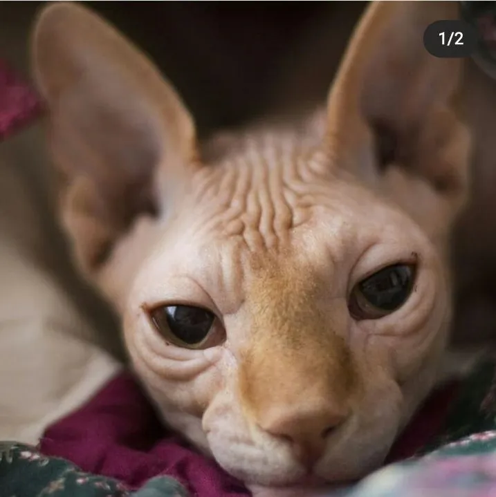 My Favorite Cat Nicknamed Dopamine!