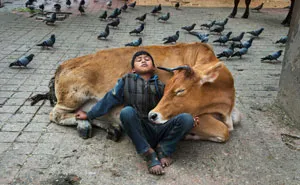 30 Photographs That Explore The Relationship Between Animals And Humans By Steve McCurry