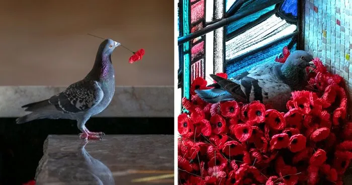 Pigeon Builds A Nest After Stealing Poppies From An Unknown Soldier's Grave