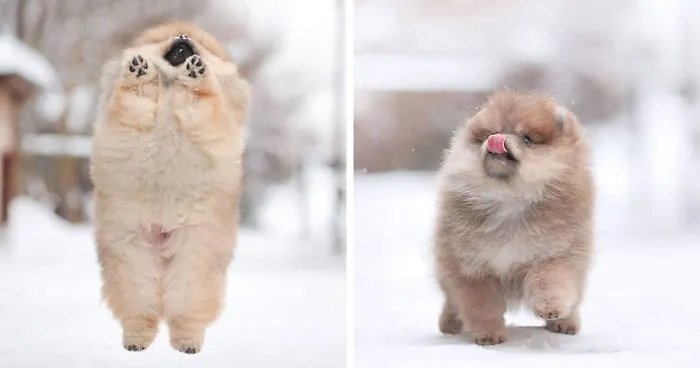 Here Are 23 Adorable Photos Of Furballs Jumping Around And Getting Their First Taste Of Snow